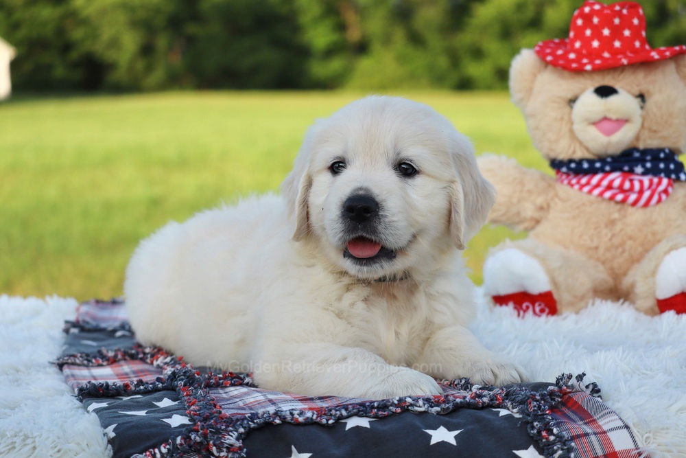 Beans Image of Beans, a Golden Retriever puppy