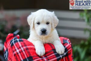 Image of Bear, a Golden Retriever puppy