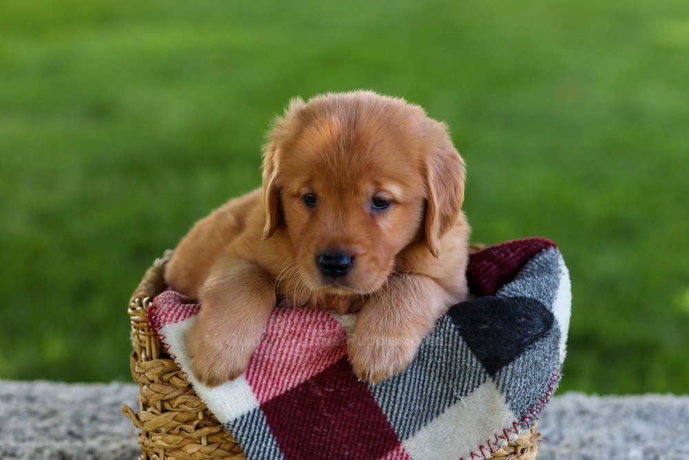 Bella Image of Bella, a Golden Retriever puppy