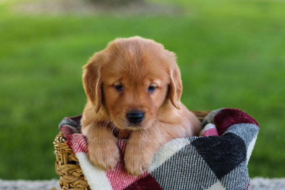 Bella Image of Bella, a Golden Retriever puppy