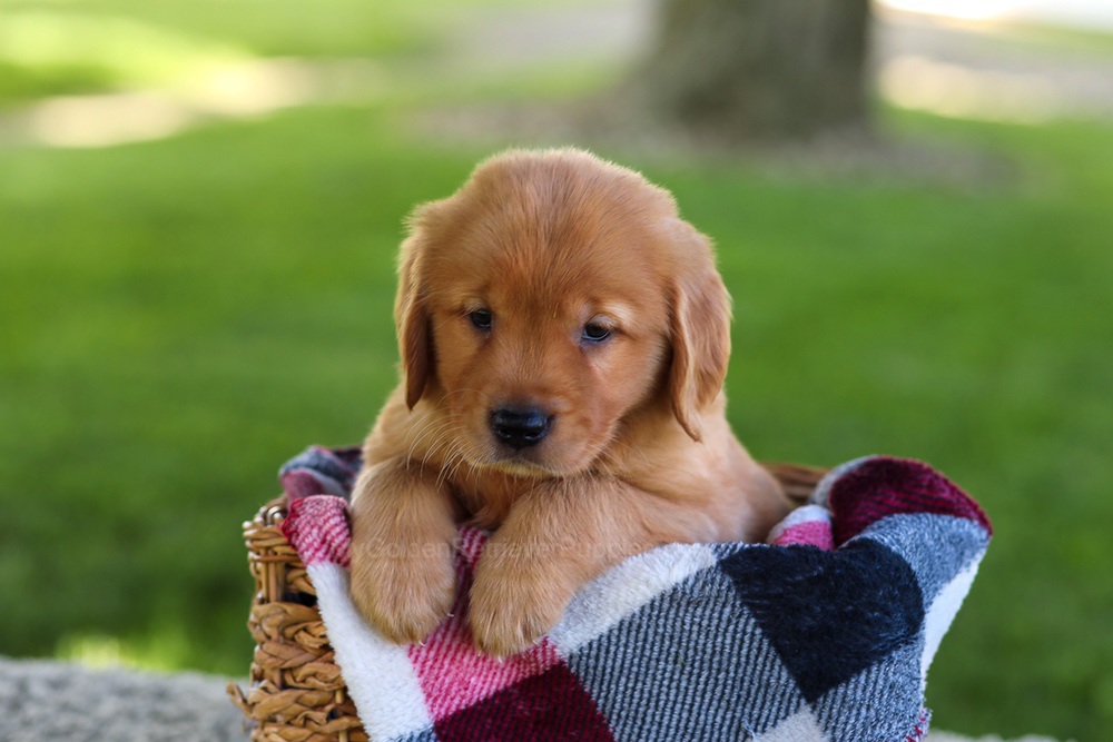 Bella Image of Bella, a Golden Retriever puppy
