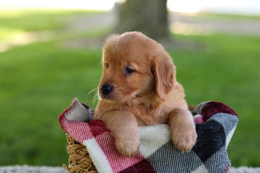 Bella Image of Bella, a Golden Retriever puppy