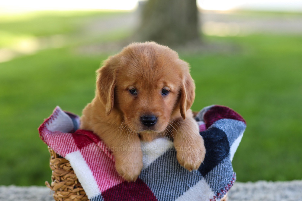 Bella Image of Bella, a Golden Retriever puppy