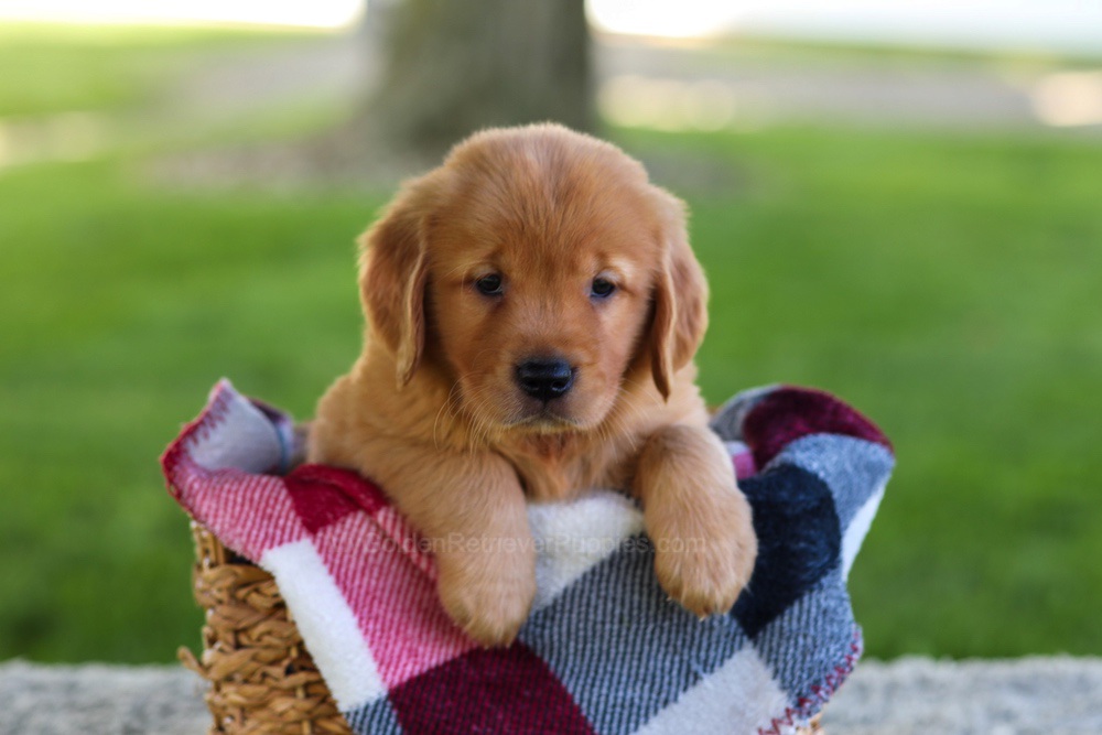 Bella Image of Bella, a Golden Retriever puppy