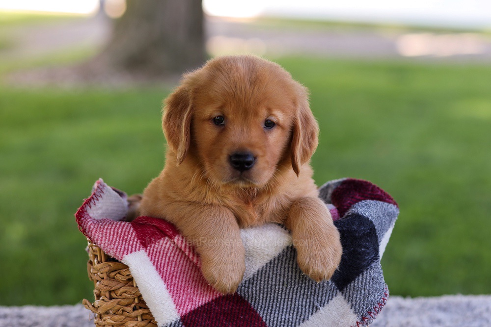Bella Image of Bella, a Golden Retriever puppy