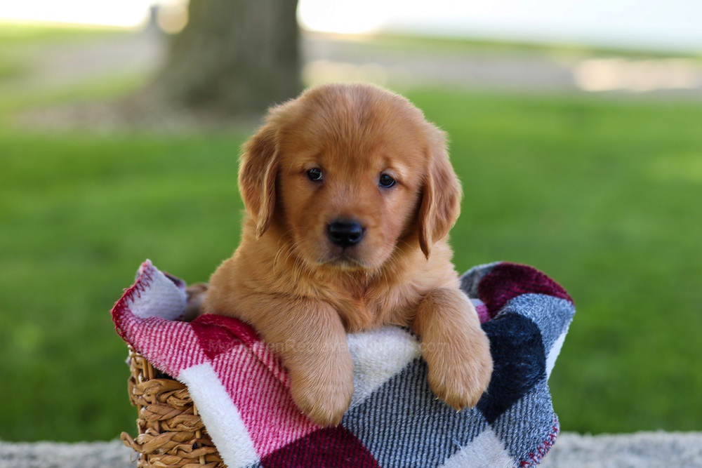 Bella Image of Bella, a Golden Retriever puppy