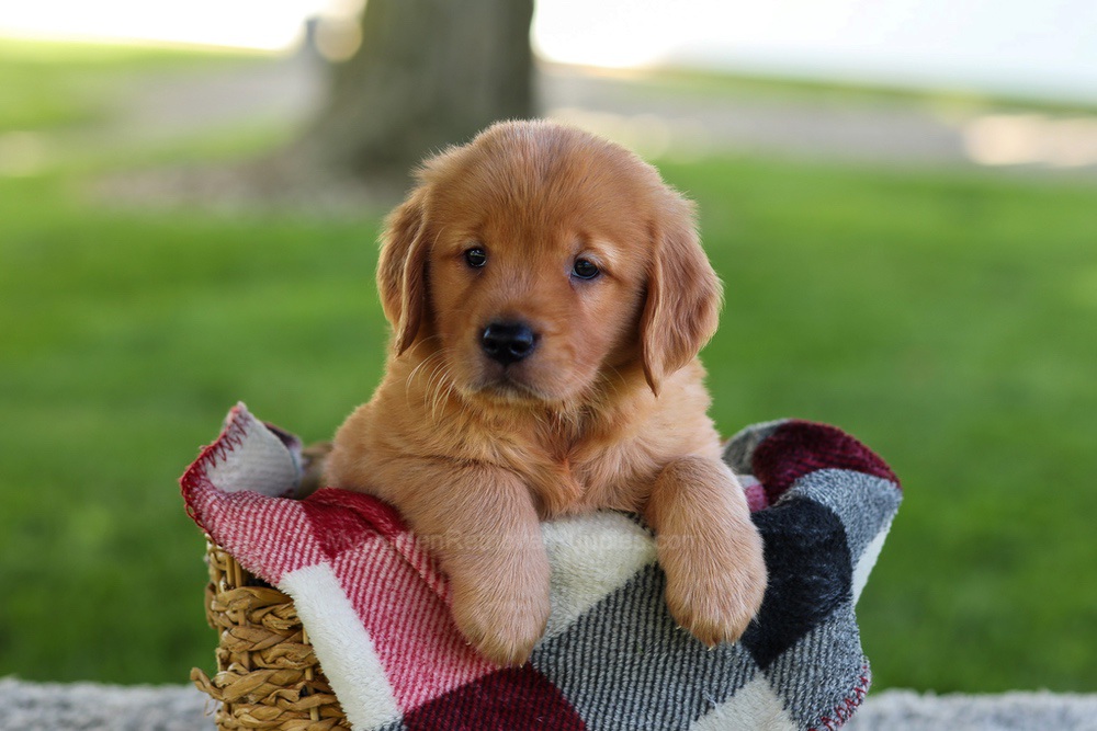 Bella Image of Bella, a Golden Retriever puppy