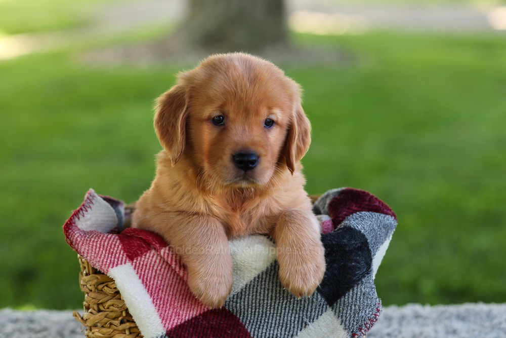 Bella Image of Bella, a Golden Retriever puppy