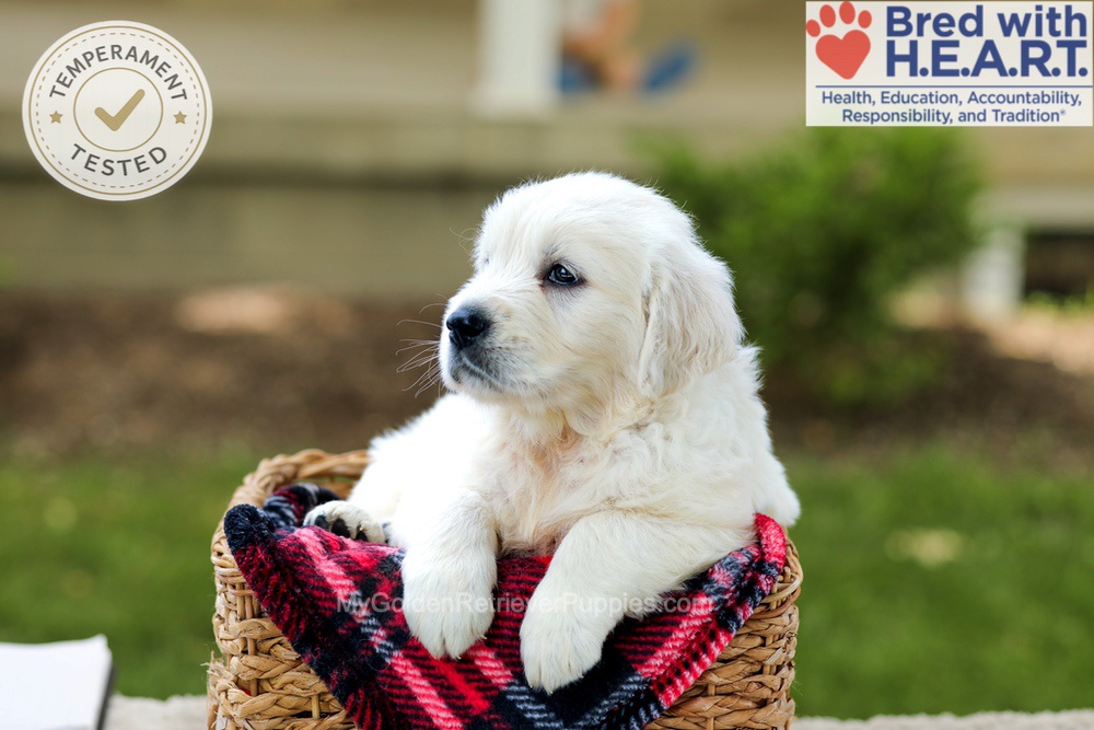 Benson Image of Benson, a Golden Retriever puppy