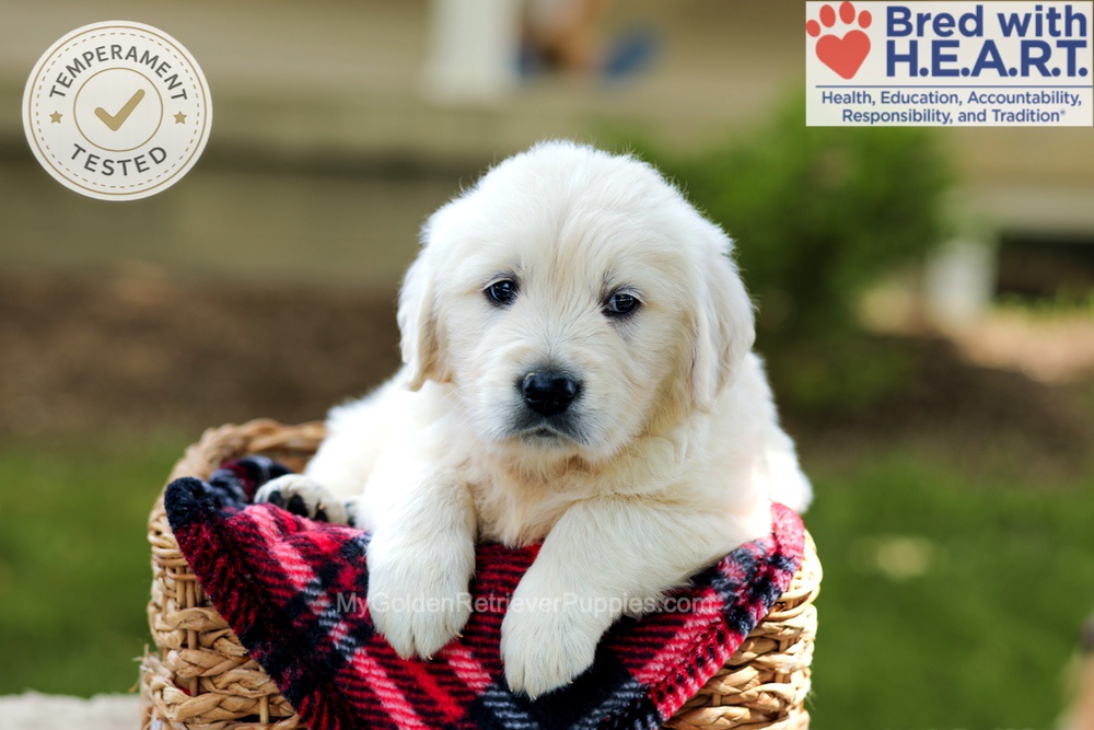 Benson Image of Benson, a Golden Retriever puppy