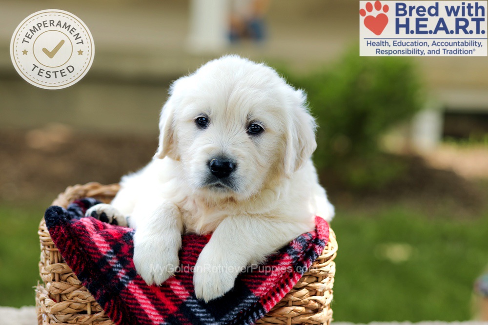 Benson Image of Benson, a Golden Retriever puppy