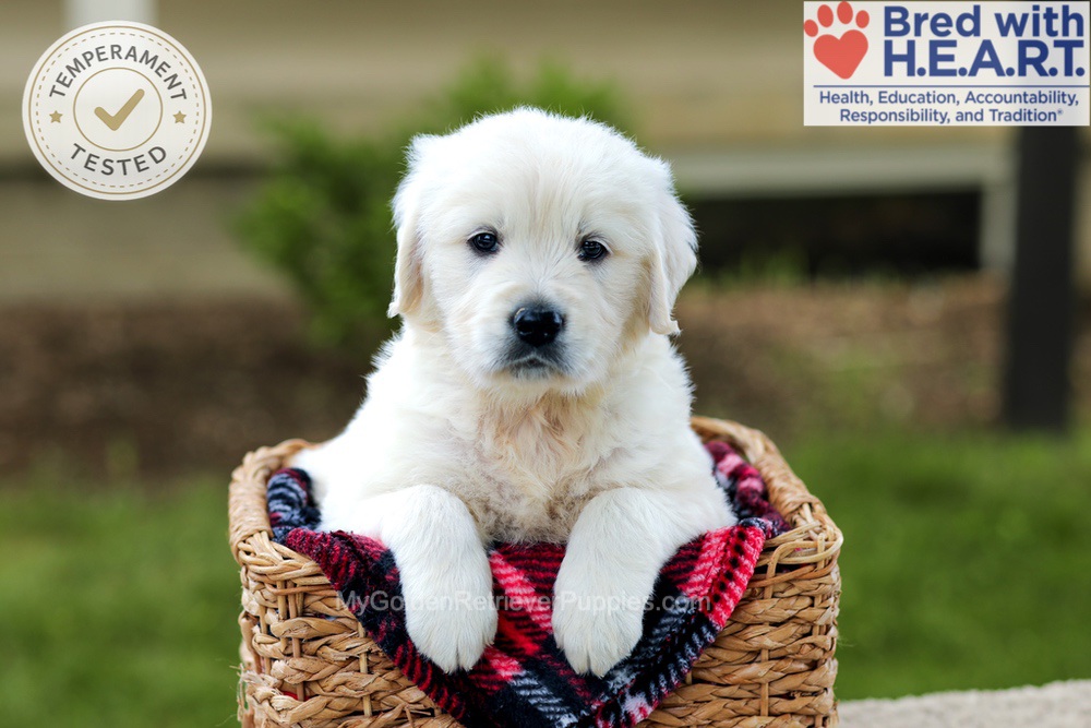 Benson Image of Benson, a Golden Retriever puppy
