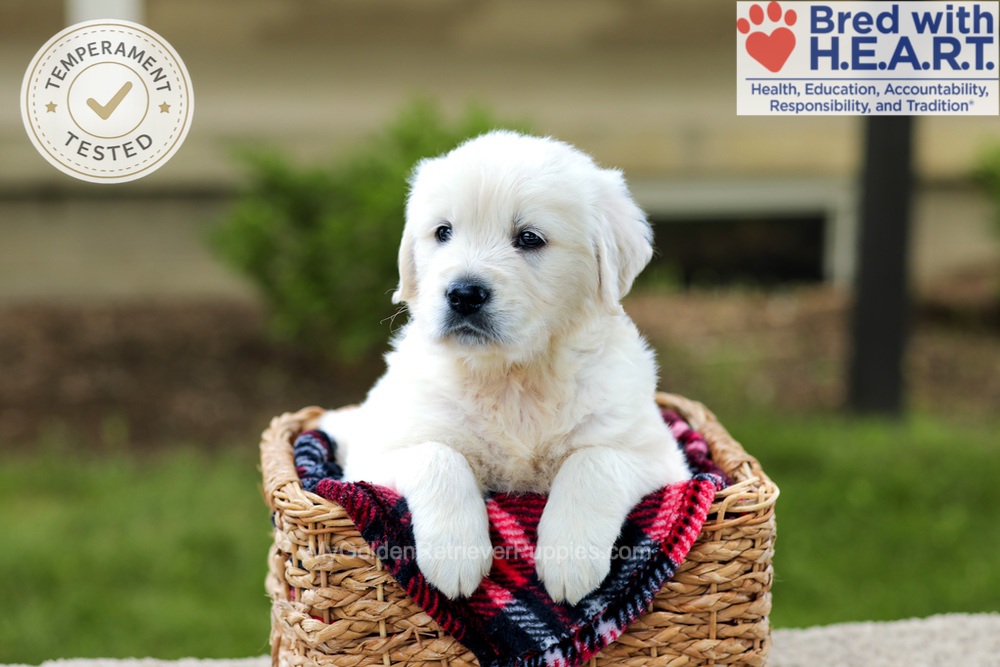 Benson Image of Benson, a Golden Retriever puppy