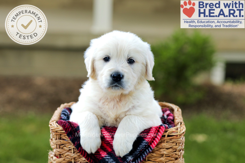 Benson Image of Benson, a Golden Retriever puppy