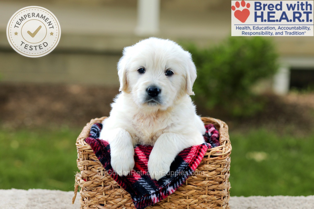 Benson Image of Benson, a Golden Retriever puppy