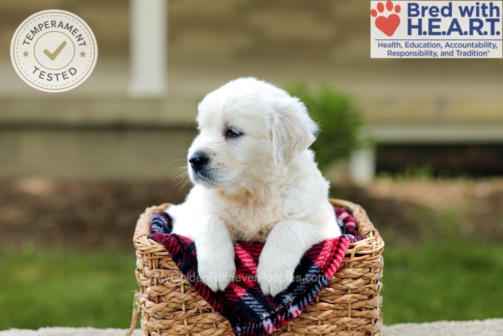 Benson Image of Benson, a Golden Retriever puppy