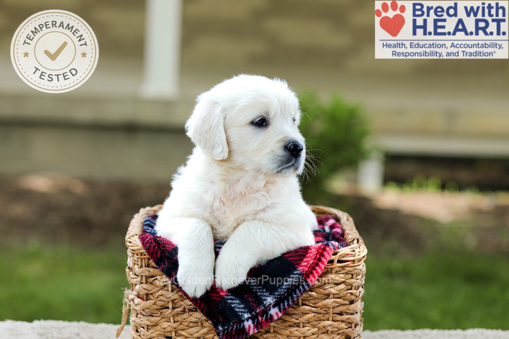 Benson Image of Benson, a Golden Retriever puppy