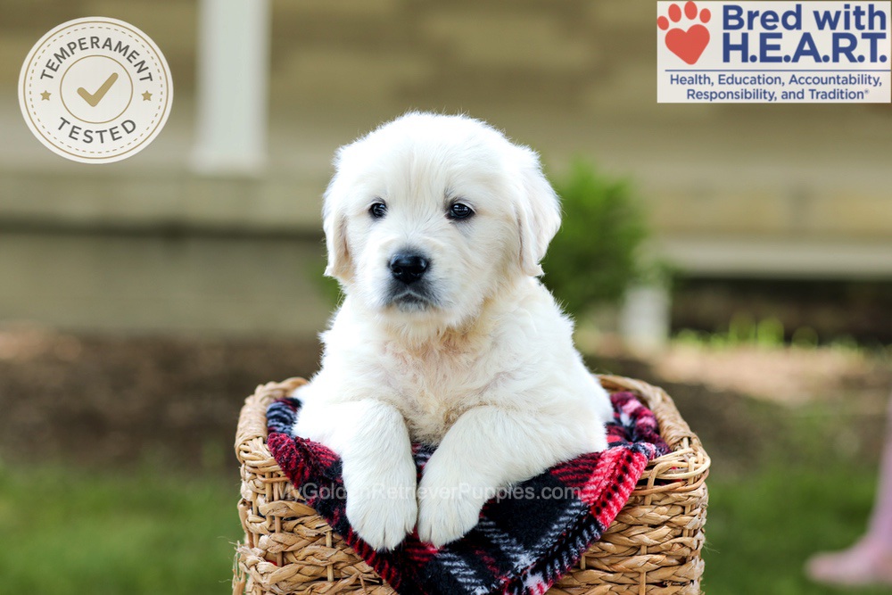 Benson Image of Benson, a Golden Retriever puppy