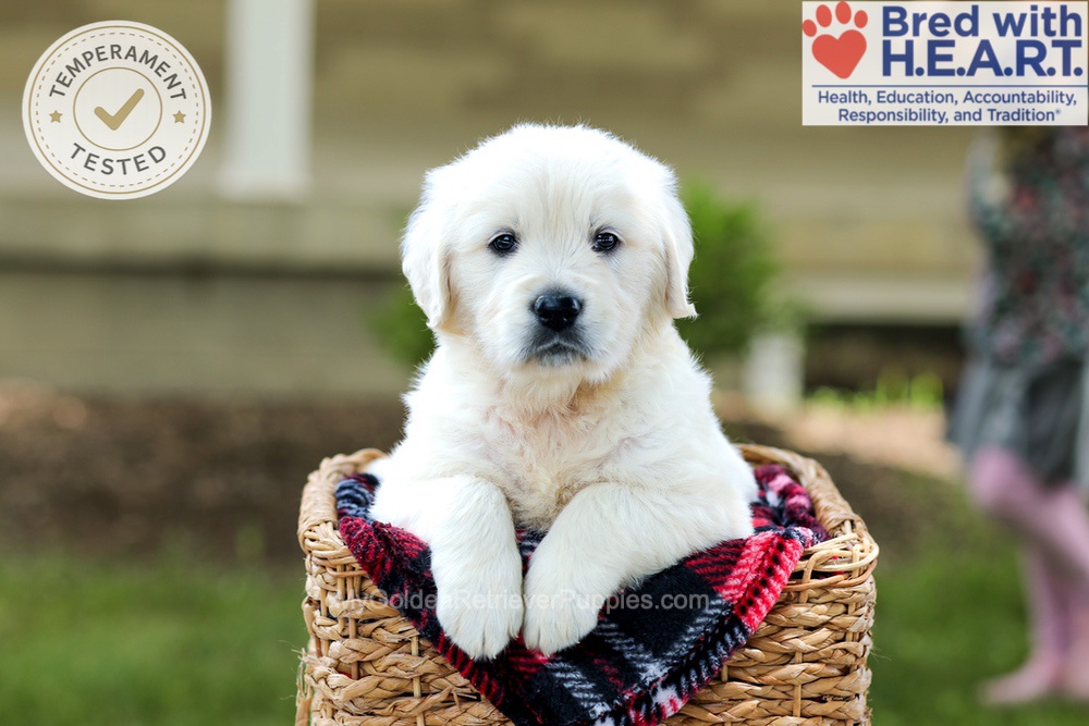Benson Image of Benson, a Golden Retriever puppy