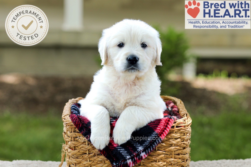 Benson Image of Benson, a Golden Retriever puppy