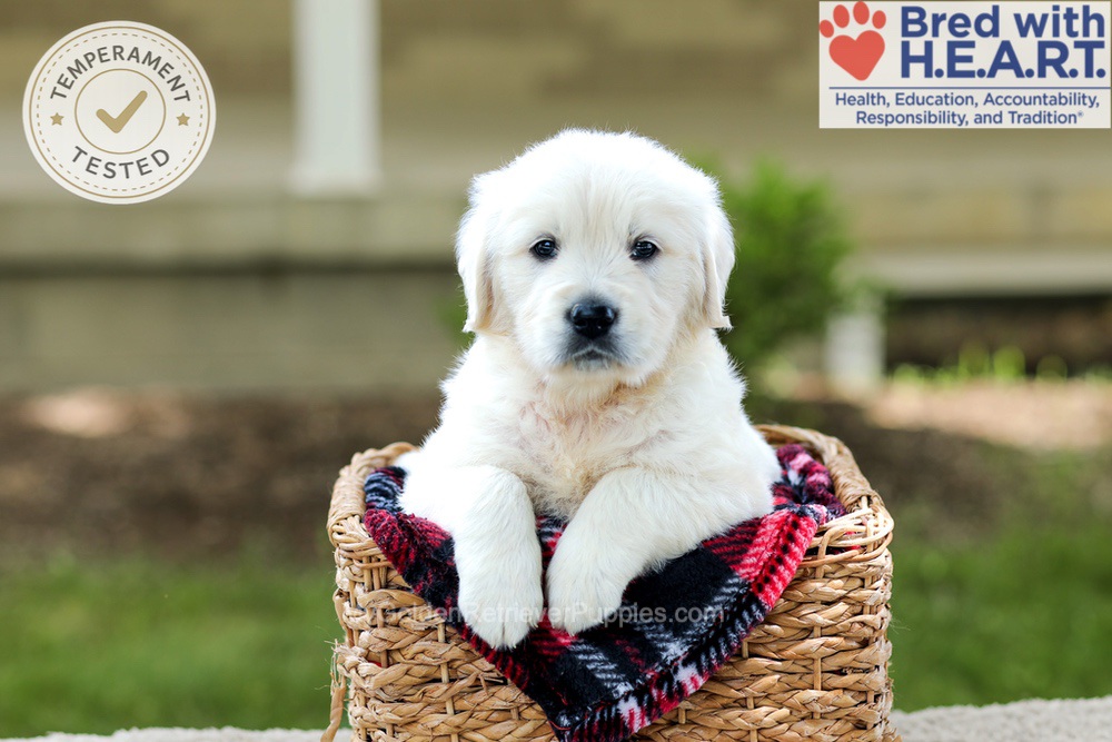 Benson Image of Benson, a Golden Retriever puppy