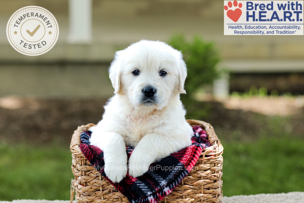 Benson Image of Benson, a Golden Retriever puppy