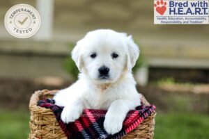 Image of Bianca, a Golden Retriever puppy