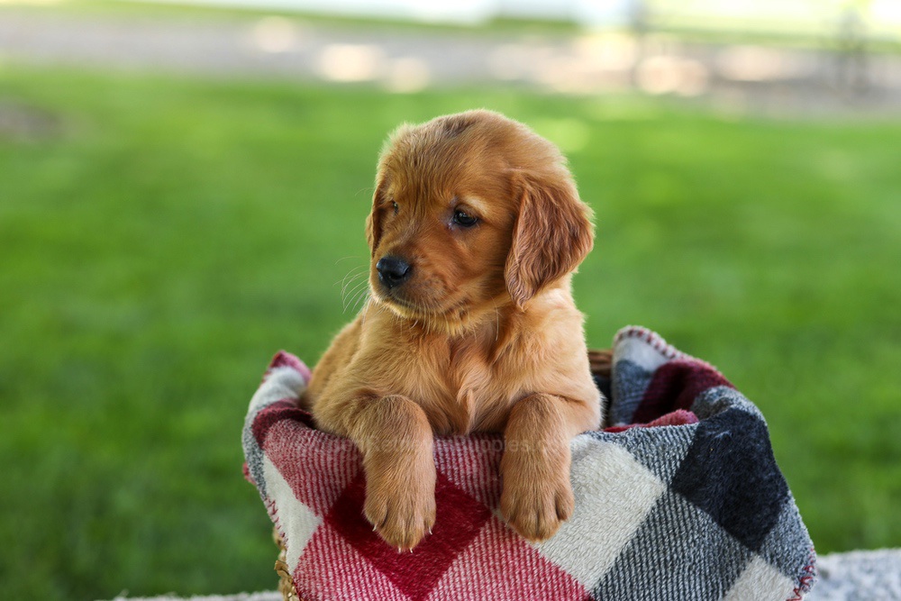 Bingo Image of Bingo, a Golden Retriever puppy