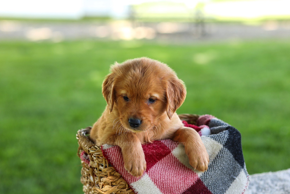 Bingo Image of Bingo, a Golden Retriever puppy