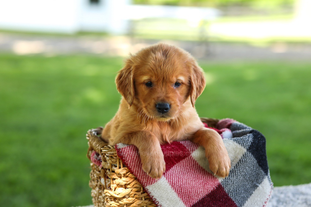 Bingo Image of Bingo, a Golden Retriever puppy