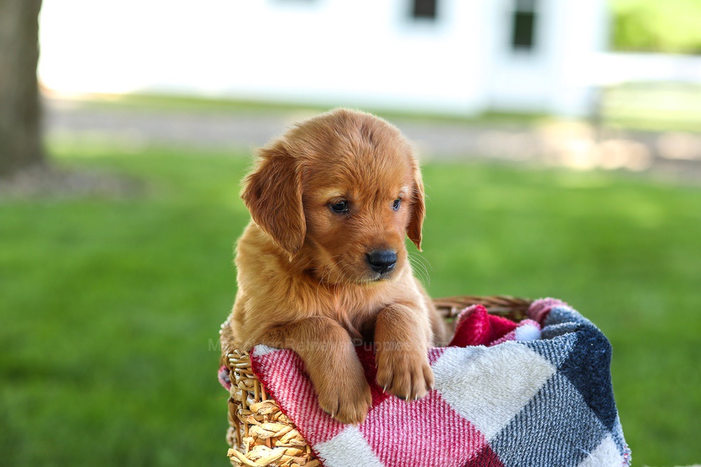 Bingo Image of Bingo, a Golden Retriever puppy