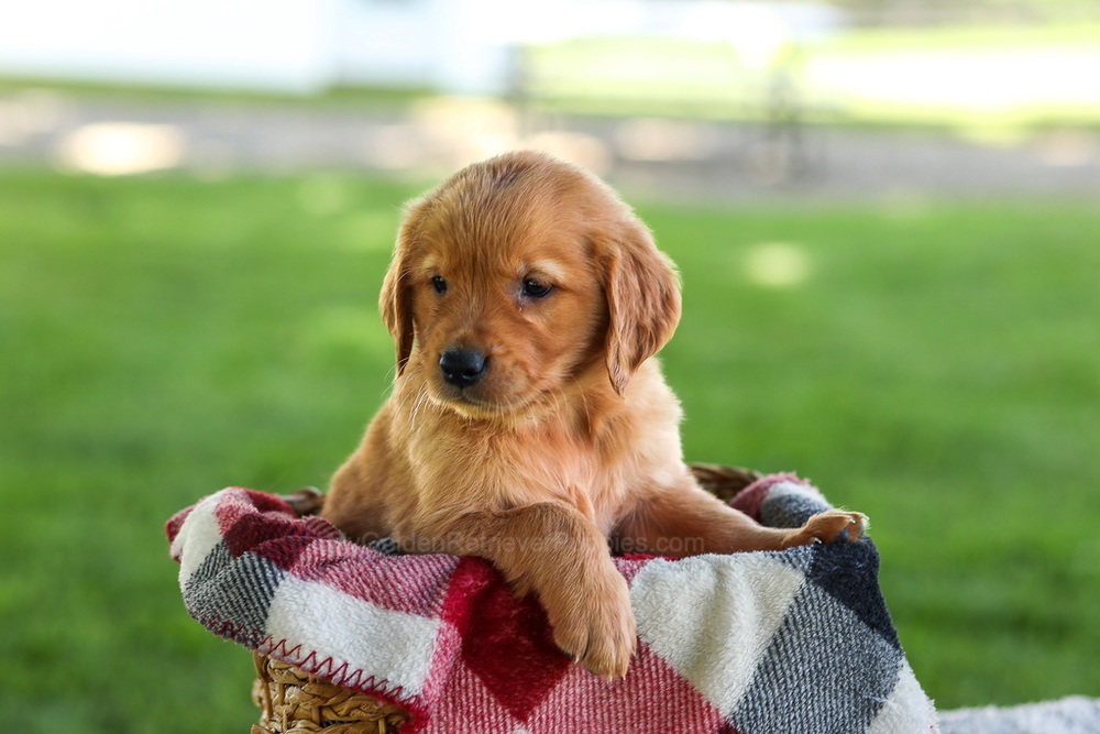 Bingo Image of Bingo, a Golden Retriever puppy