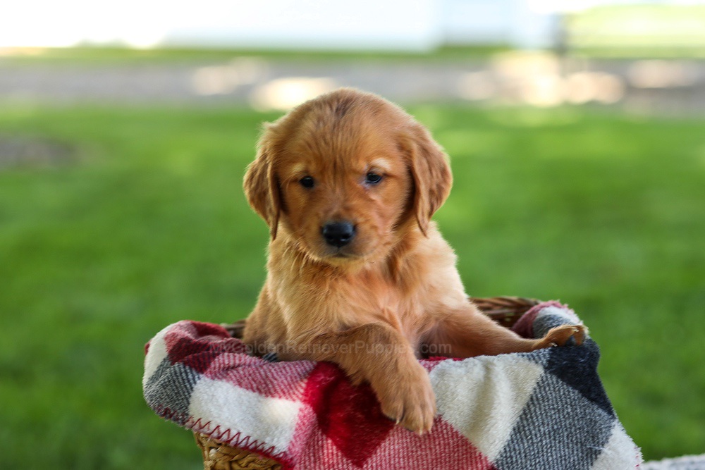 Bingo Image of Bingo, a Golden Retriever puppy