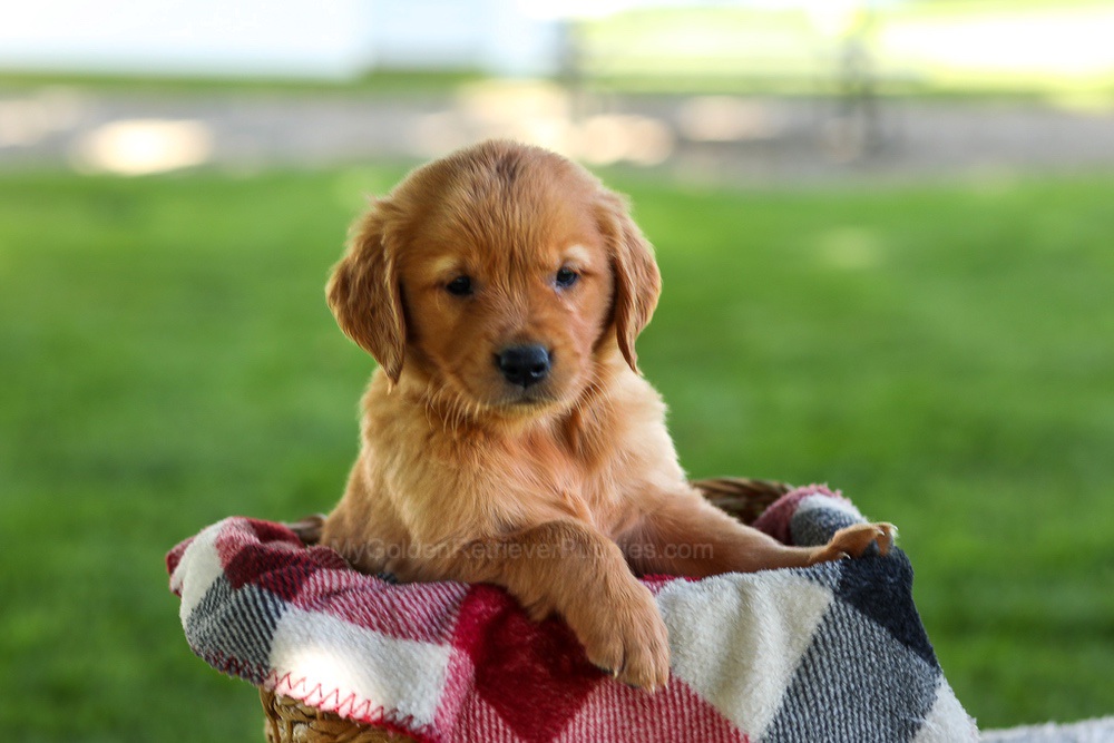 Bingo Image of Bingo, a Golden Retriever puppy