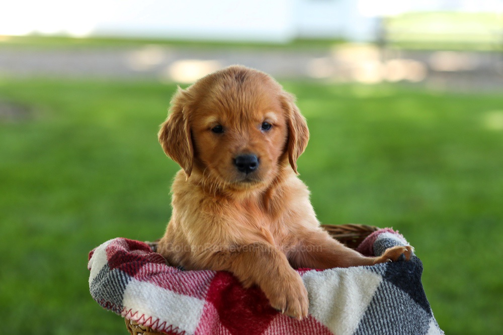 Bingo Image of Bingo, a Golden Retriever puppy