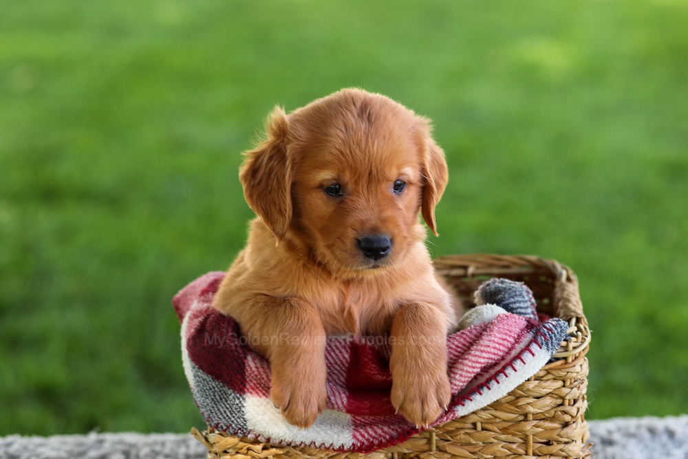 Bingo Image of Bingo, a Golden Retriever puppy