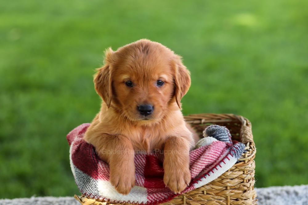 Bingo Image of Bingo, a Golden Retriever puppy