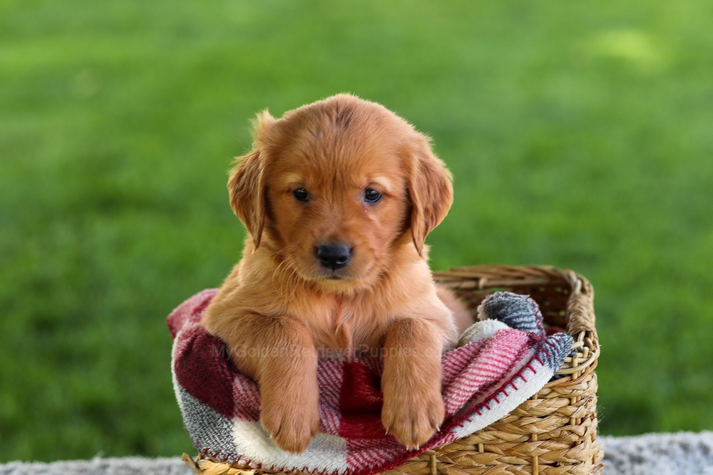 Bingo Image of Bingo, a Golden Retriever puppy