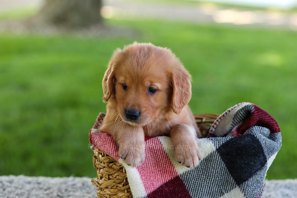 Blake Image of Blake, a Golden Retriever puppy