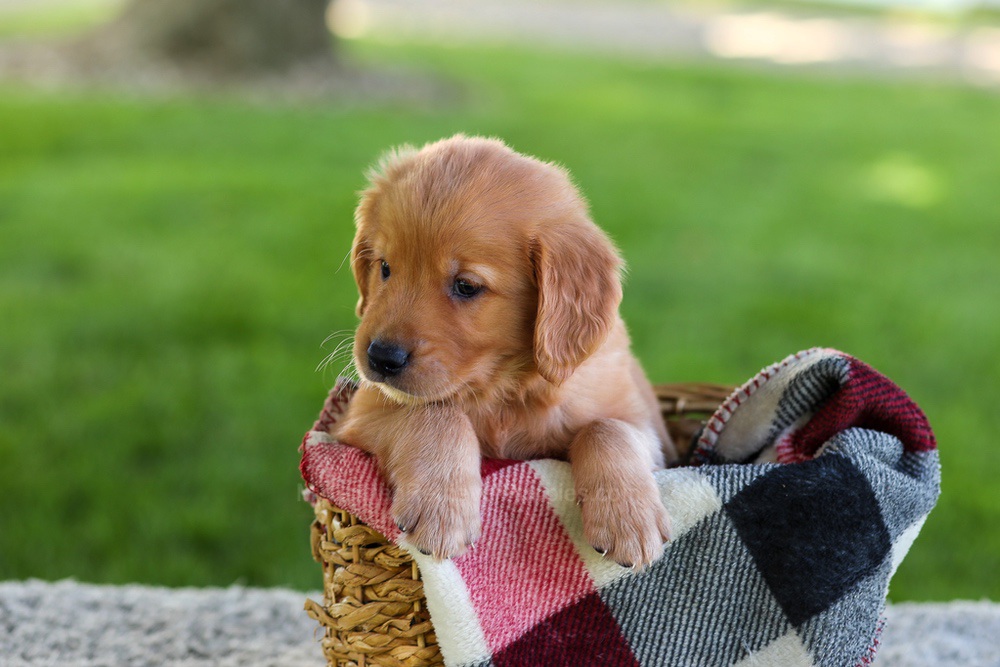 Blake Image of Blake, a Golden Retriever puppy