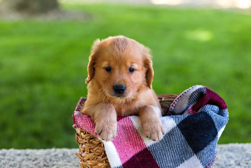 Blake Image of Blake, a Golden Retriever puppy