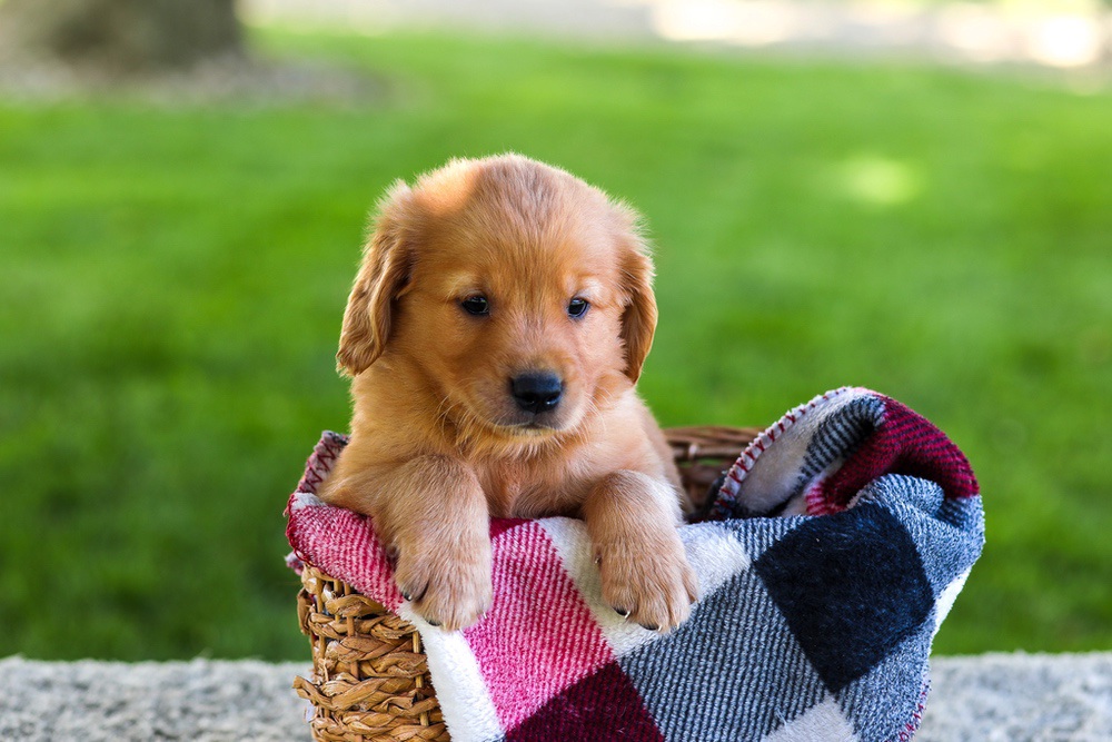 Blake Image of Blake, a Golden Retriever puppy