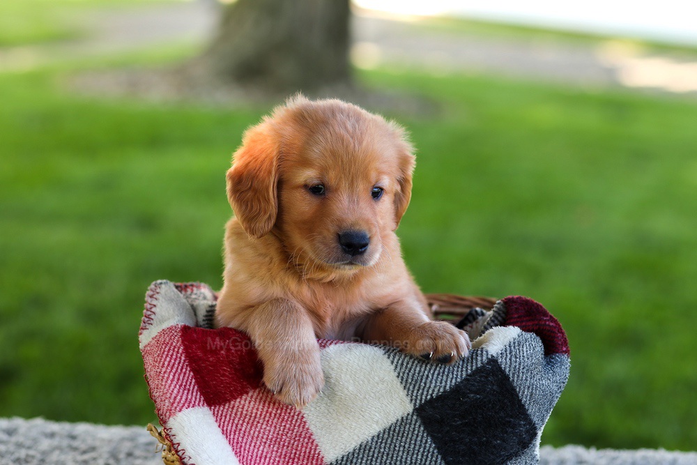 Blake Image of Blake, a Golden Retriever puppy
