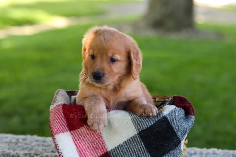 Blake Image of Blake, a Golden Retriever puppy