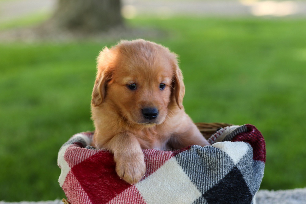 Blake Image of Blake, a Golden Retriever puppy