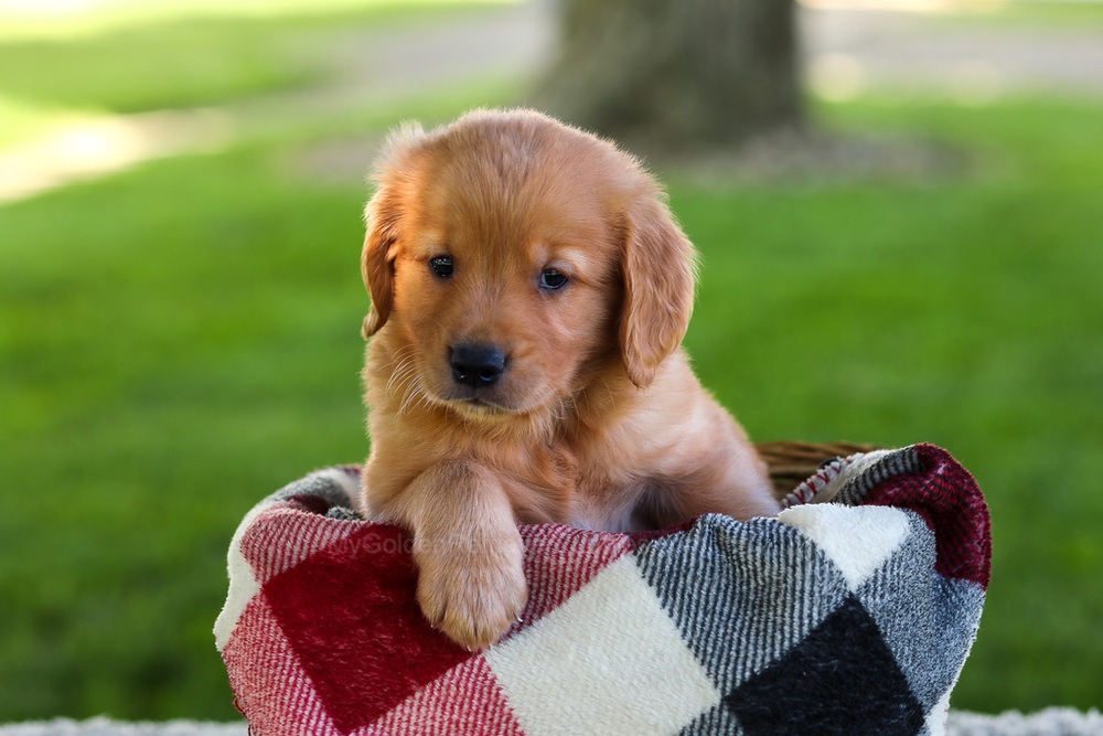 Blake Image of Blake, a Golden Retriever puppy