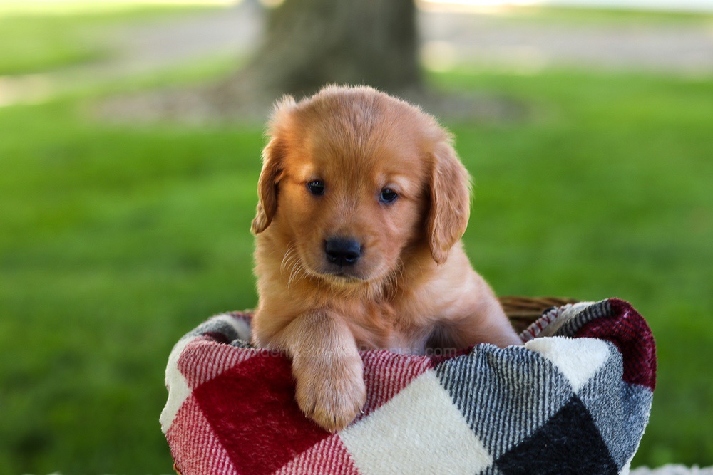Blake Image of Blake, a Golden Retriever puppy