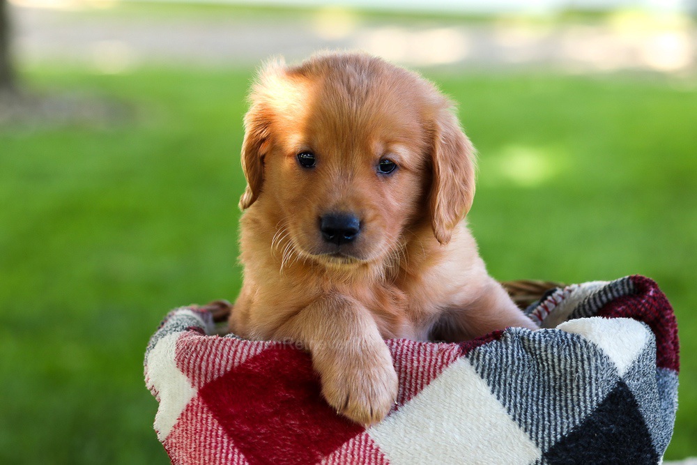 Blake Image of Blake, a Golden Retriever puppy