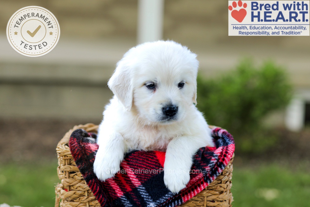 Blossom Image of Blossom, a Golden Retriever puppy