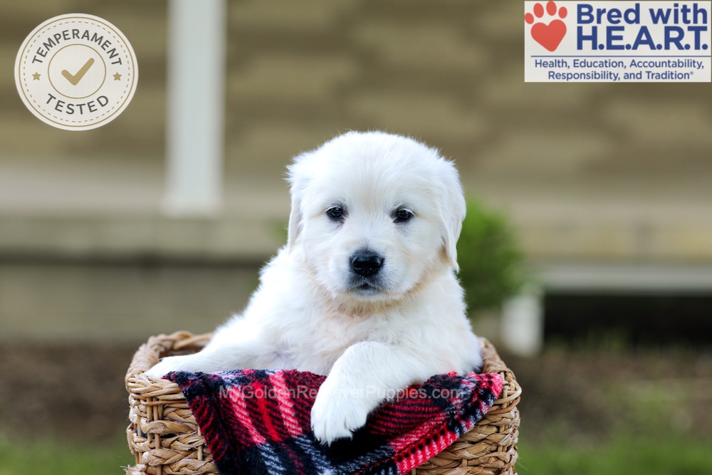 Blossom Image of Blossom, a Golden Retriever puppy